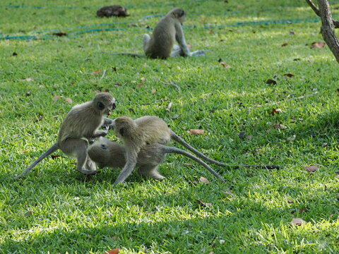 Vervet monkeys in Zimbabwe