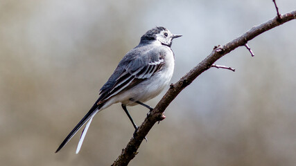 great tit parus major © lazalnik