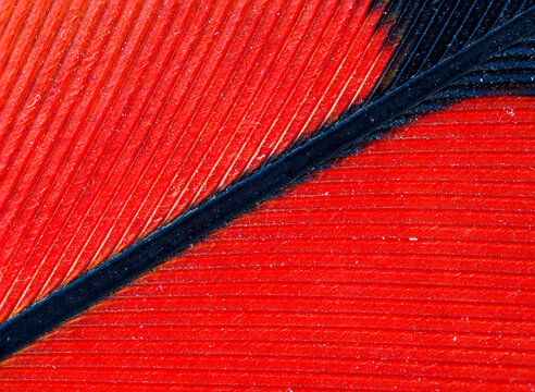 Red-tailed black cockatoo feather detail