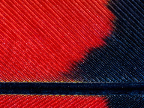 Red-tailed black cockatoo feather detail