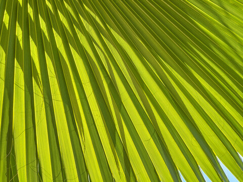 Translucent green palm leaf backlit by bright sunlight with diagonal pattern lines