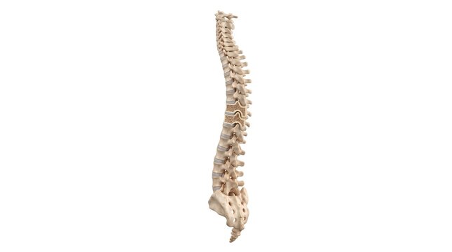 Human vertebral column isolated on white background.