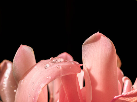 Delicate pale pink petals with rain drops