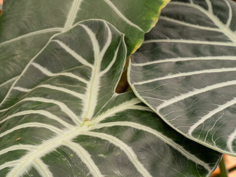 Close-up of green leaf with vanes