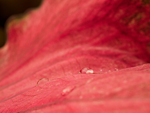 Close-up of red leaf with rain drops