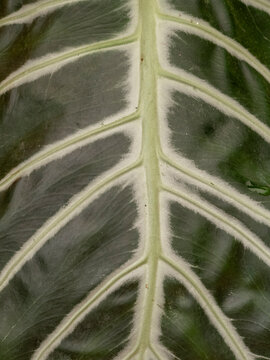 Close-up of green leaf with vanes