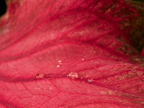 Close-up of red leaf with rain drops