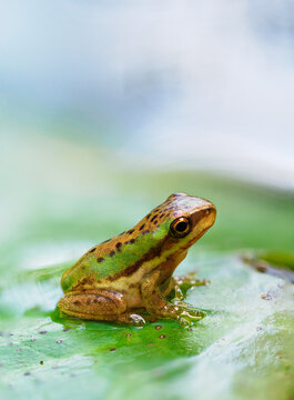 Juvenile eastern sedge or dwarf tree frog on Lilypad