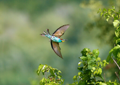 European bee-eater (Merops apiaster) in dynamic flight with spread wings near green tree crowns.