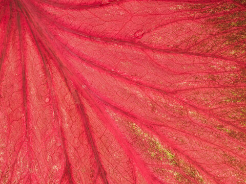 Close-up of red tropical leaf