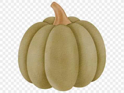 Muted olive green ribbed pumpkin with curved brown stem, watercolor autumn harvest illustration for rustic Halloween decorations, fall seasonal graphics and Thanksgiving design Vector.