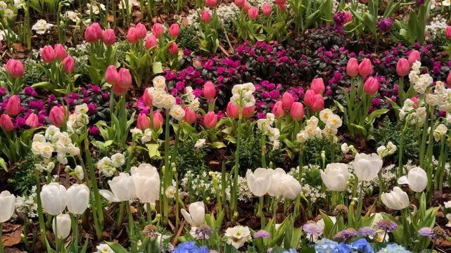 Springtime Renewal Concept: 4K Video Of Tulips, Primroses And Forget-Me-Nots In Bloom, Representing New Beginnings, Growth And The Beauty Of Nature.
