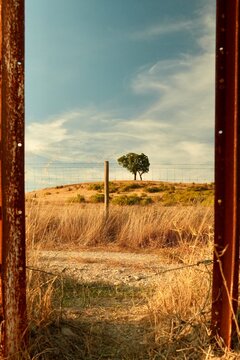Sobreiro solit&aacute;rio no cume da colina ao p&ocirc;r do sol no Alentejo 