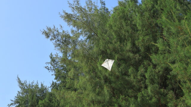 A white kite is caught in a pine tree by the beach.