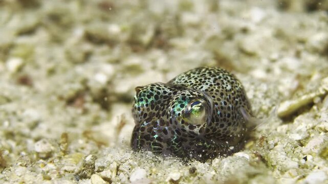Hawaiian Bobtail Squid Burying Itself in Sandy Seafloor