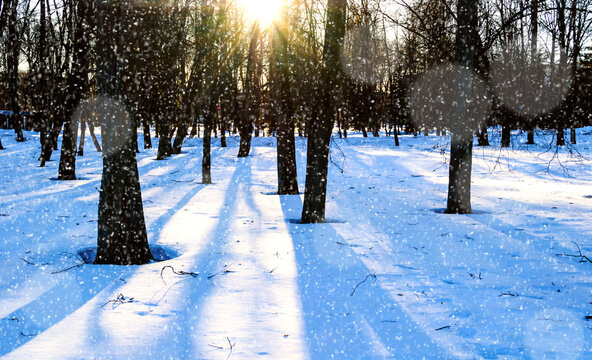 Winter park background at sunset - tree trunks, snowdrifts on the foreground and long blue tree shadows stretching across the bright white snowy ground under falling snow and clear sky, panoramic view