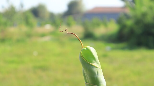 The light brown tail of the banana leaf is found at the end of the banana leaf which is still curled