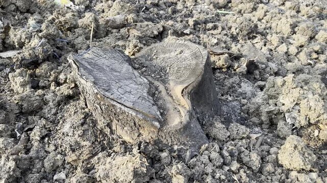 Charred tree stump cross section on rough dried ground