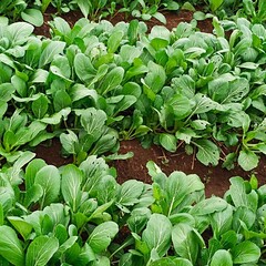 vegetable garden in a garden © Nindia