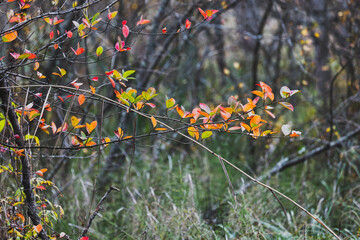 Fototapeta premium Autumn branches dotted with red, orange and yellow leaves stretch over a damp meadow, capturing the quiet mood of fall in a mixed woodland with soft natural light and rich textures