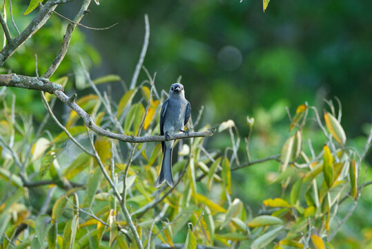 Ashy drongo bird perched on a tree branch in natural green forest background, wildlife photography