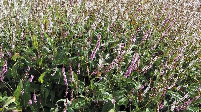 Bistorta amplexicaulis | Bistort - Red bistort - Mountain fleece - Knotweed. Groundcover of pointed and heart-shaped green, downy leaves under upright narrow spikes of pink and white flowers