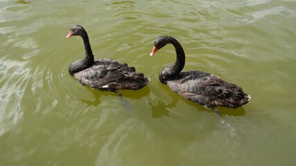 Two black swans on the lake. © Carmen