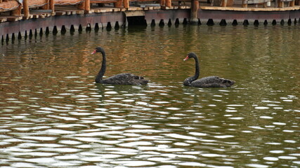 Two black swans on the lake. © Carmen