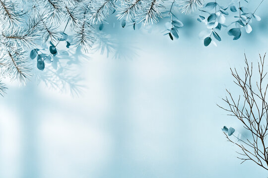 Winter Botanical Shadows on Cool Blue Minimalist Background