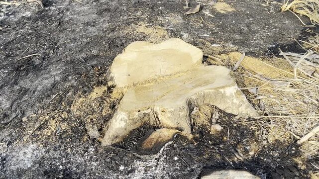 Large wood stump with sawdust in deforested landscape