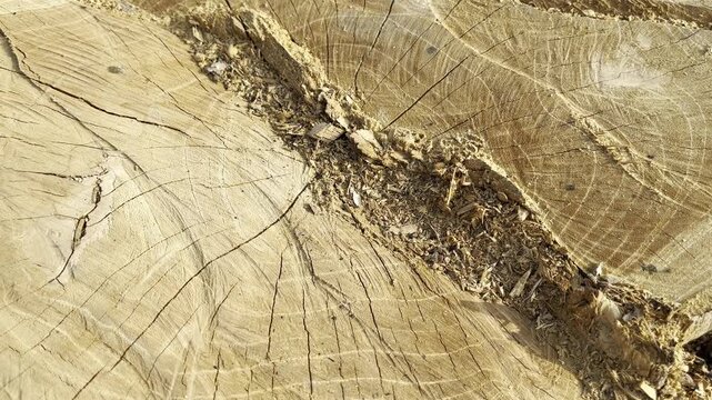 Macro wood texture with split core on cut tree stump