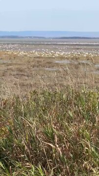 Migration des oies des neiges &agrave; la r&eacute;serve nationale de faune du cap Tourmente au Qu&eacute;bec en automne	