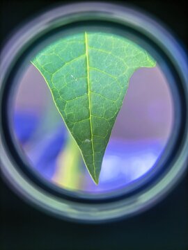 Close up macro view of green leaf with detailed veins texture seen through magnifying glass or microscope lens. Botanical science concept, leaf structure and photosynthesis. Circular fram