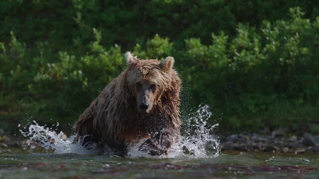 A brown bear, also known as a grizzly bear walking through the rivers in Alaska, hunting red sockeye salmon to build up fat for hibernation in the winter