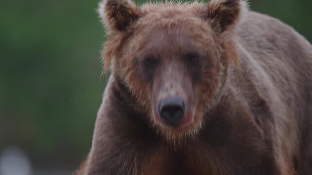 A brown bear, also known as a grizzly bear walking through the rivers in Alaska, hunting red sockeye salmon to build up fat for hibernation in the winter