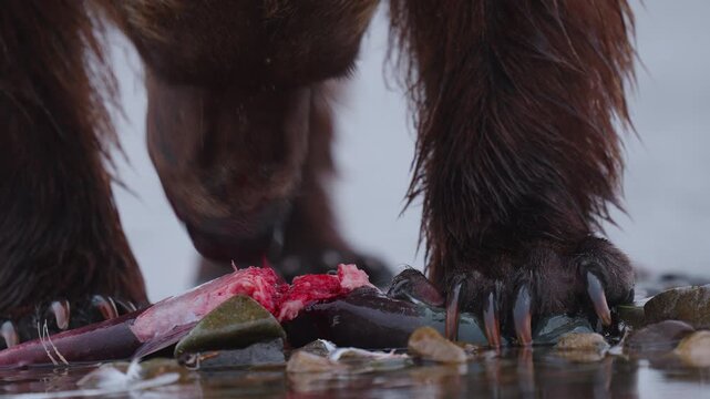 A brown bear, also known as a grizzly bear walking through the rivers in Alaska, hunting red sockeye salmon to build up fat for hibernation in the winter
