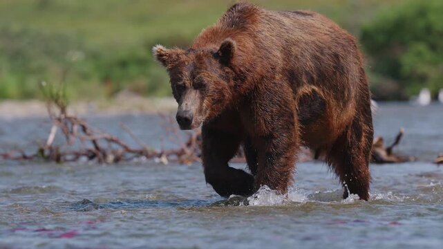 A brown bear, also known as a grizzly bear walking through the rivers in Alaska, hunting red sockeye salmon to build up fat for hibernation in the winter