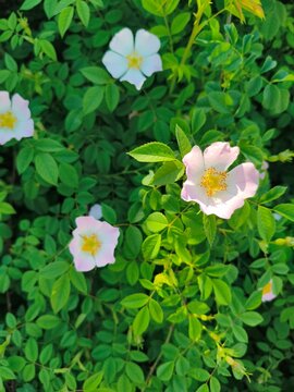 Pink wild rose flowers blooming in green foliage background