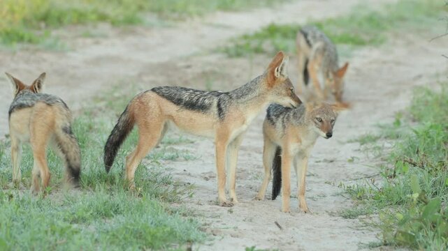 Five young Black-backed Jackals play together on a two-track safari road, displaying energetic social behavior as they interact and chase one another.