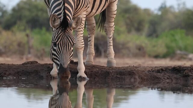 Close-up of a Plains Zebra&rsquo;s head as it drinks from a waterhole in Mashatu Game Reserve, Botswana. Filmed from a low angle,