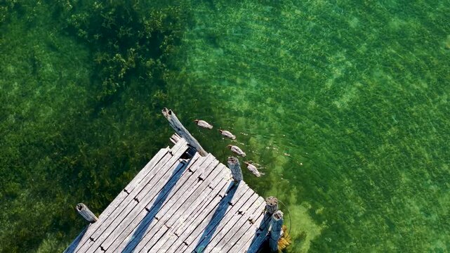 Five mergansers gather and swim beside a weathered wooden dock in transparent green Lake Huron water near Hessel Michigan.