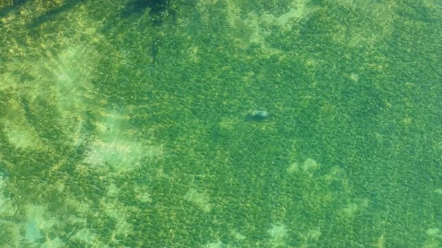 Aerial view of Mergansers diving underwater hunting for food