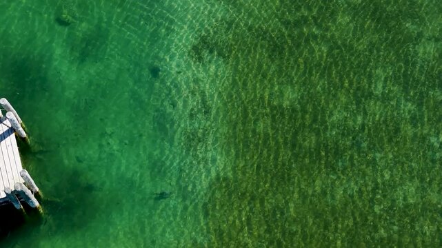 Aerial view of Mergansers swimming underwater hunting for food.