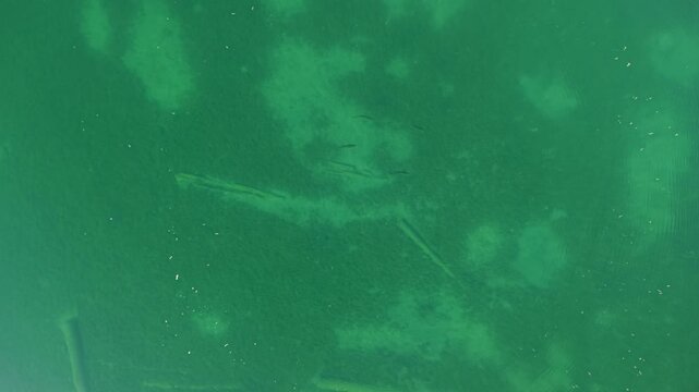 An overhead drone view reveals submerged logs and pale patches on the lakebed beneath clear green Lake Huron water near Hessel Michigan.