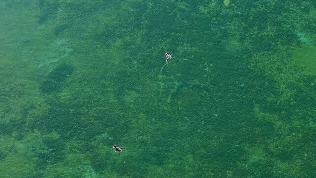 Two Mergansers move apart over dark aquatic plants and pale patches in clear green Lake Huron shallows near Hessel Michigan.