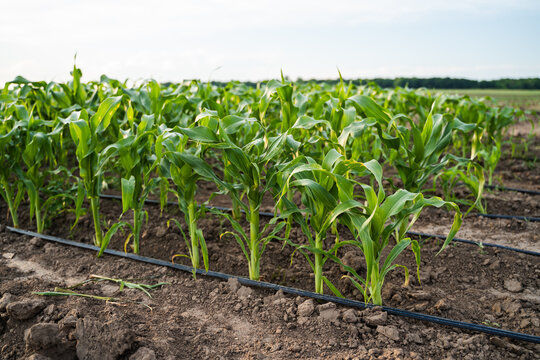 Young maize plants in an agricultural field, featuring a drip irrigation system watering the growing crop rows