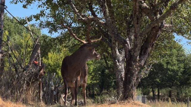 Majestic Stag Standing Alert in Morning Forest Light