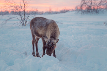 A lonely beautiful reindeer in a snowy forest. Life in the Arctic. © lizavetta
