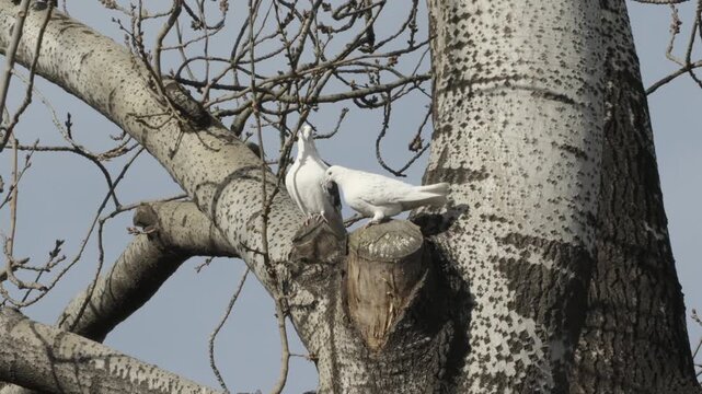 A pair of white doves perching affectionately on a poplar stump