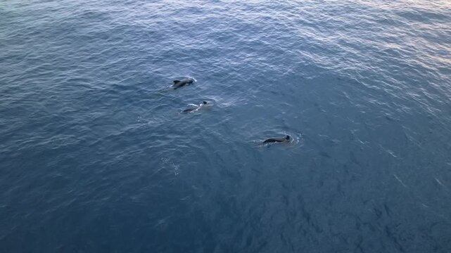 4K aerial tracking footage of long-finned pilot whales moving together across deep blue ocean water, with dark dorsal fins and white surface splashes creating a natural wildlife scene